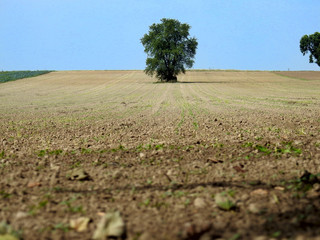 Obraz premium big old tree in the middle of a field, late summer, freshly planted crops