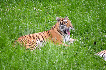 A quiet tiger in the field