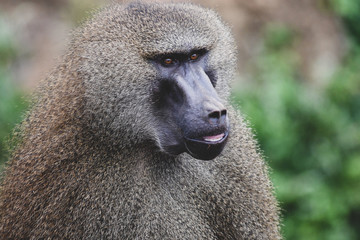 Nice image of guinea baboons. Animal photo