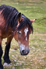 Fototapeta premium Nice brown horse in the field