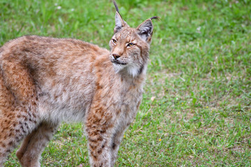 nice photo of the boreal lynx. Animal