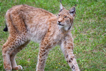 nice photo of the boreal lynx. Animal