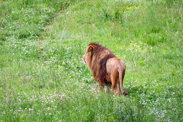 Spectacular portrait of a lion. Animal photo