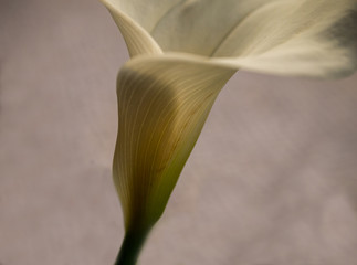 Calla Lily detail in shallow depth field