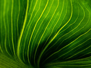 Green leaf texture detail