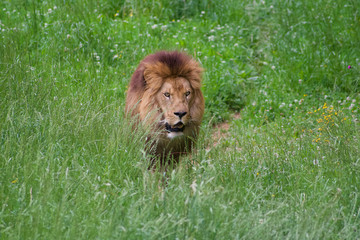 Obraz na płótnie Canvas Spectacular portrait of a lion. Animal photo