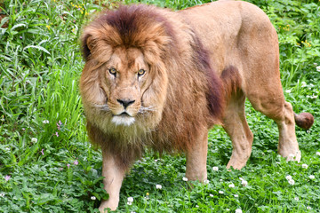 Spectacular portrait of a lion. Animal photo
