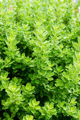 Close up Green leaf natural for background