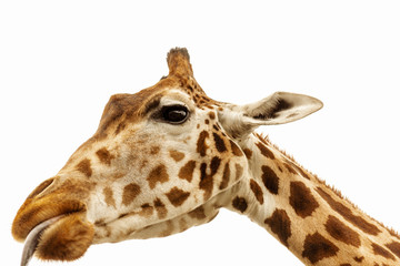 Close up shot of giraffe head isolate on white