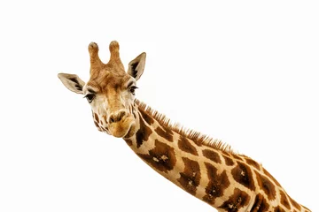 Fototapeten Nahaufnahme von Giraffenkopfisolat auf Weiß © valdisskudre