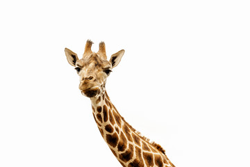 Close up shot of giraffe head isolate on white