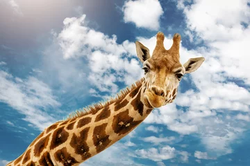 Gordijnen Close up shot of giraffe head on blue cloudy background. © valdisskudre