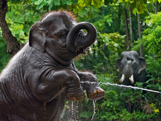 Fototapeta premium Asian baby elephants are playing in the water.