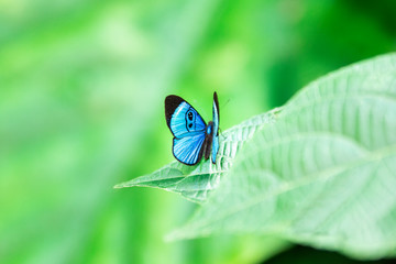 papillon bleu © Julie