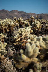 Cholla cactus in desert