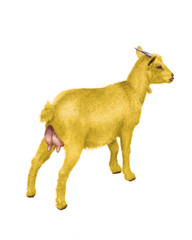 chèvre, laitière, mamelles, animal, ferme, jaune,  mollet, isolé, fond blanc, bétail, agriculture, mammifère, gazon, jeune, lait, debout, prairie, champ, mouton, rural, de dos