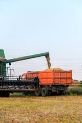 harvester combine autumn graine wheat farmer worker plantation technology green field