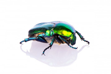 bright green beetle with reflection