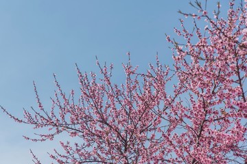 The cherry blossom with blue sky in Thailand 