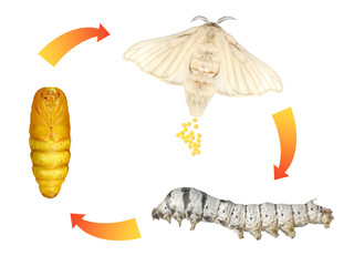 Silkmoth, Bombyx mori (Lepidoptera: Bombycidae). Life cycle. Isolated on a white background