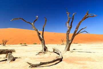 Salt pan of Deadvlei with very old and dead camel thorn trees, Namib Naukluft Park, Namibia