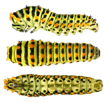 Common yellow swallowtail (Old World swallowtail), Papilio machaon (Lepidoptera: Papilionidae). Larva (caterpillar). Dorsal, ventral and lateral view. Isolated on a white background