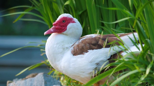 A male of Muscovy duck (Cairina moschata) cleans feathers in the thicket of a pond. Poultry on a farm or in a village.