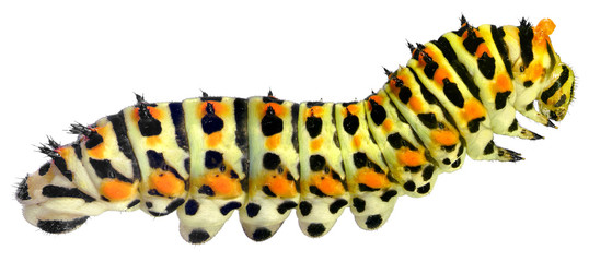 Common yellow swallowtail (Old World swallowtail), Papilio machaon (Lepidoptera: Papilionidae). Larva (caterpillar). Isolated on a white background