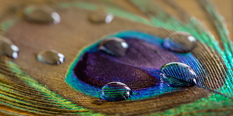Fototapeta premium Beautiful water drops on Peacock wing wallpaper