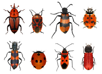 Insects red collection. Isolated on a white background. Macro