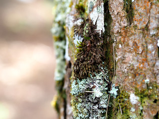 Nice tree bark with moss and lichen texture