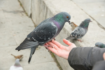 Gray urban pigeon eating bread with hand girl in autumn in park