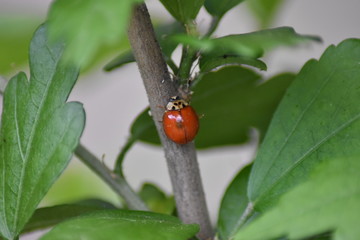 Marienkäfer (Coccinellidae)