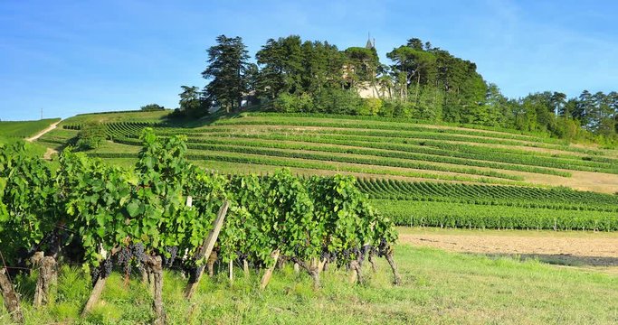 Le vent souffle sur le Vignoble de Bordeaux