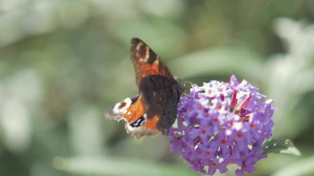 Vibrant Painted Lady butterfly feeding on flower SLOW MOTION