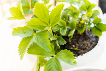 Strawberry plant