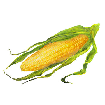 yellow corn cob in green leaves. watercolor isolated illustration on a white background