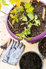 Blueberry plant