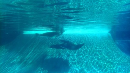 dolphins swimming in pool