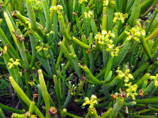 Obraz premium canary succulent plants