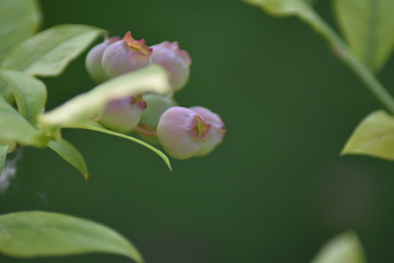 Fototapeta na wymiar Unreife Heidelbeeren (Vaccinium myrtillus)