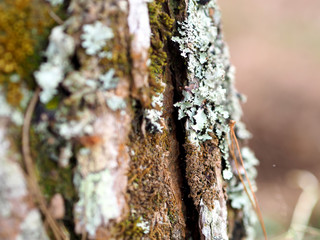 Nice tree bark with moss and lichen texture