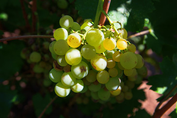 Ripe of juicy grapes on vine in the garden