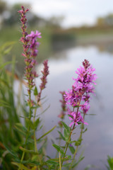 Purple lythrum
