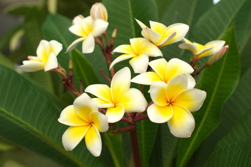 Plumeria or frangipani. Delicate white-yellow flower close-up.