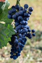 Grappoli d'uva nella vigna