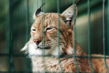 Fototapeta premium Lynx cat in the zoo behind the cage bars.