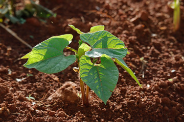 Young green bean on field
