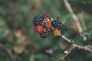 Fresh blackberry (Rubus fruticosus)