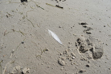 white bird feather on sand